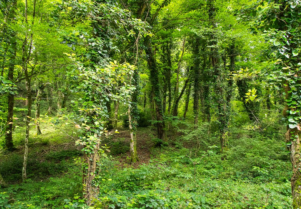 Kolchis-Wald